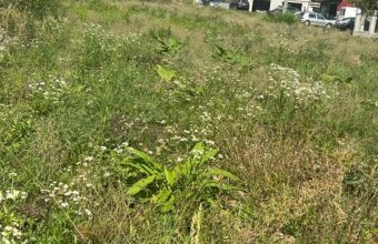 Teren intravilan , Miron Costin,zona Mărul de Aur,Baia Mare