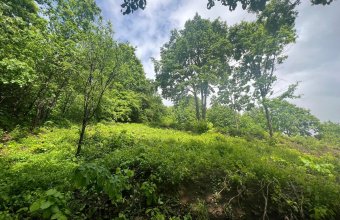 Teren Viilor Baia Mare ,1181 mp