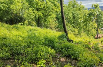 Teren Viilor Baia Mare ,1181 mp