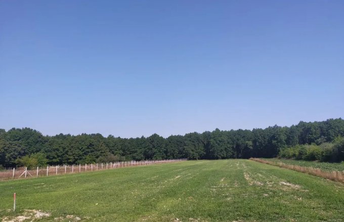 Teren 62 ari, Lăpușel, lângă Baia Mare!