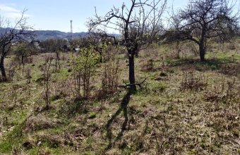 Teren 55 ari, intravilan, Remetea Chioarului!