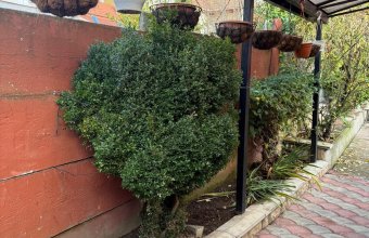 Casa Centrul vechi Baia Mare ,490 mp teren , zona excelenta!